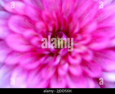 Nahaufnahme einer einzelnen rosa Dahlia-Blume mit dem Zentrum im Fokus und der Peripherie leicht unscharf. Stockfoto