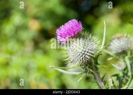 Sommer blühend, lila blühend, Cirsium vulgare - Distel Speer. Stockfoto