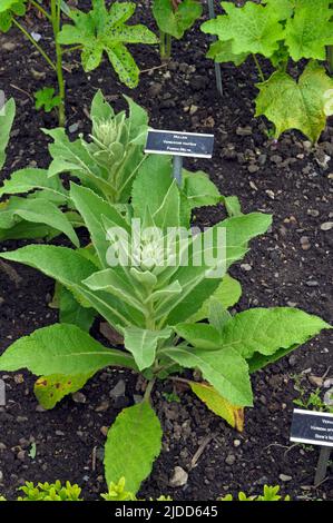 Gemeiner Mullein - Verbascum thapsus - Pannog melyn. Preisgekrönter Physic Garden, Cowbridge bei Cardiff . Am 2022. Juni Stockfoto