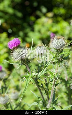 Sommer blühend, lila blühend, Cirsium vulgare - Distel Speer. Stockfoto