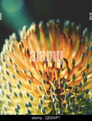 Nahaufnahme der goldenen Blüten eines Blütenstands des australischen Ureinwohner Banksia, Banksia serrata, Familie Proteaceae, NSW. Stockfoto