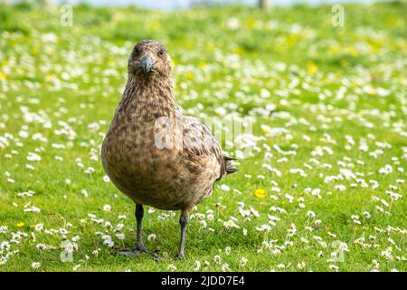 Eine große skua stehen und starren auf die Kamera auf einem Rasen mit Gänseblümchen bedeckt Stockfoto