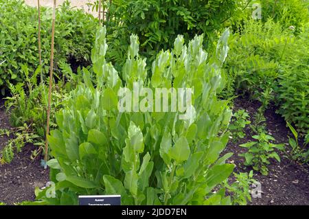 Alecost - Tanacetum balsamita. Preisgekrönter Physic Garden, Cowbridge bei Cardiff, Juni 2022 Stockfoto