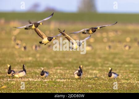 Gruppe von Barnacle Gans (Branta leucopsis) fliegen über Grasland während der Migration. Friesland, Niederlande Stockfoto