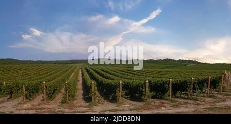 Reihen von Weinreben auf Pfosten in großen Weinbergen an einem sonnigen Nachmittag im Frühjahr, für landwirtschaftliche und regionale Motive Stockfoto