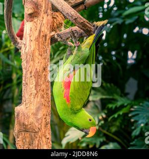 Porträt des Eclectus roratus Papagei im Vogelschutzgebiet Stockfoto