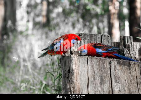 Der purpurrote Rosella-Papagei sitzt auf einem Baumstumpf. Stockfoto