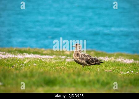 Eine große Skua im Gras mit türkisfarbenem Meereshintergrund Stockfoto