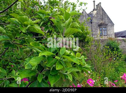 Junge Äpfel reifen auf Bäumen mit dem Gebäude der Alten Grammarschule im Hintergrund. Der Physic Garden, Cowbridge bei Cardiff. Am 2022. Juni Stockfoto