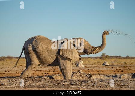 Afrikanischer Elefant (Loxodonta africana) an einem Wasserloch, das Schlamm auf den Rücken wirft Stockfoto