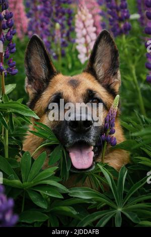 Deutscher Schäferhund posiert im Sommer in Lupinen-Blüten auf dem Feld. Nahaufnahme im Hochformat. Rosa, lila und lila Lupinen. Reinrassig schöner Hund, der zwischen Wil sitzt Stockfoto