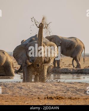 Afrikanischer Elefant (Loxodonta africana) spritzt an einem Wasserloch Stockfoto