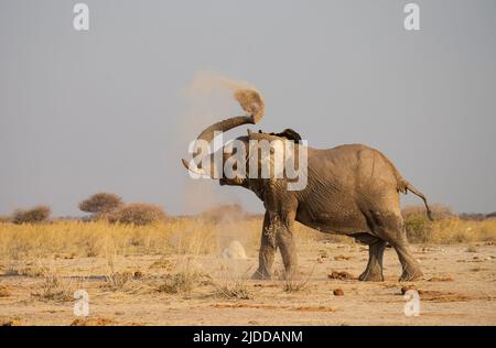 Afrikanischer Elefant (Loxodonta africana) wirft Staub auf den Rücken Stockfoto