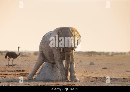 Afrikanischer Elefant (Loxodonta africana) kratzt sich auf einem Termitenhügel Stockfoto