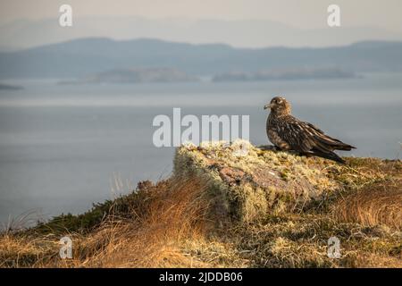 Eine große skua saß auf einem Felsen mit einer Kulisse des Meeres und der Berge Stockfoto