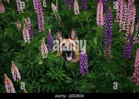 Deutscher Schäferhund posiert im Sommer in Lupinen-Blüten auf dem Feld. Draufsicht. Rosa, lila und lila Lupinen. Reinrassig schöner Hund, der zwischen wilden Blumen sitzt Stockfoto