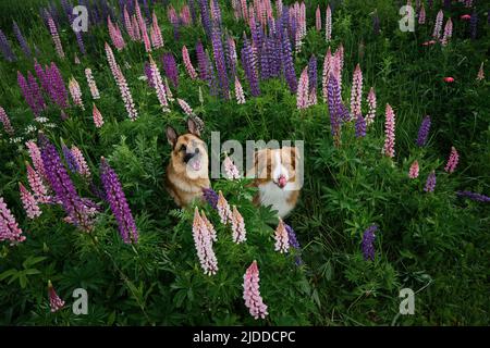 Zwei reinrassige schöne Hunde sitzen inmitten wilder Blumen im hohen grünen Gras. Blick von oben. Deutscher und australischer Schäferhund posiert in lupinus i Stockfoto