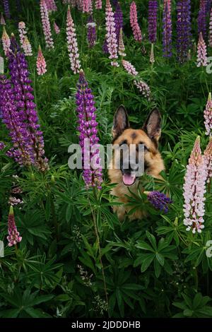 Deutscher Schäferhund posiert im Sommer in Lupinen-Blüten auf dem Feld. Nahaufnahme im Hochformat. Rosa, lila und lila Lupinen. Reinrassig schöner Hund, der zwischen Wil sitzt Stockfoto