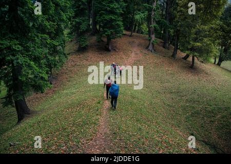 Wanderer auf dem Weg in dichten Wald. Gras mit Blättern bedeckt, Herbst Stockfoto