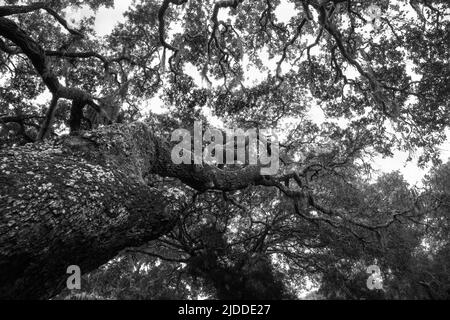 Blick auf den Stamm einer lebenden Eiche in Florida, USA Stockfoto