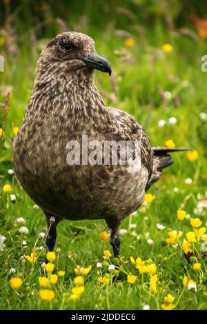 Eine große skua, die auf einer Wiese steht Stockfoto