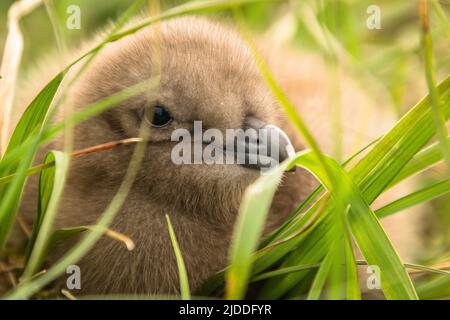 Eine große Skua-Küken sitzt versteckt im Gras Stockfoto