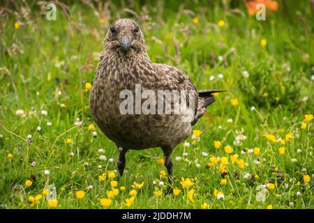 Ein großer Skua, der auf einem blühenden Rasen steht und der Kamera zugewandt ist Stockfoto