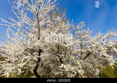 Kirschpflaume oder Myrobalan - Prunus cerasifera blüht im Frühling Stockfoto