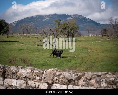 Spanischer Kampfbulle auf einer grünen Wiese mit Bergen und Schnee im Hintergrund. Steinzaunwand vorne. Stockfoto