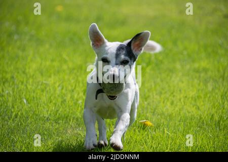 Ein glatt beschichteter weißer Jack Russell, der mit einem Tennisball im Mund auf grünem Gras läuft, wobei die Ohren aufrecht gestochen werden Stockfoto