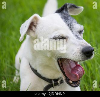 Eine weiße glatte, mit einem schwarzen grauen Augenfleck überzogen Jack Russell Yarning an einem Sommertag mit gekräuselten Zungen Stockfoto