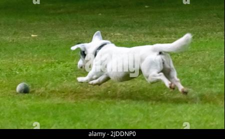 Ein weiß beschichteter Jack Russel, der an einem Sommertag für einen Tennisball springt, gefangen im mittleren Fluss, um den Ball zu fangen Stockfoto