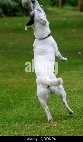 Ein weiß beschichteter Jack Russel, der an einem Sommertag für einen Tennisball springt, gefangen im mittleren Fluss, um den Ball zu fangen Stockfoto