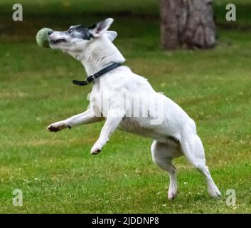 Ein weiß beschichteter Jack Russel, der an einem Sommertag für einen Tennisball springt, gefangen im mittleren Fluss, um den Ball zu fangen Stockfoto