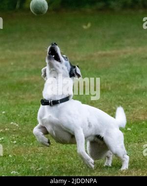 Ein weiß beschichteter Jack Russel, der an einem Sommertag für einen Tennisball springt, gefangen im mittleren Fluss, um den Ball zu fangen Stockfoto