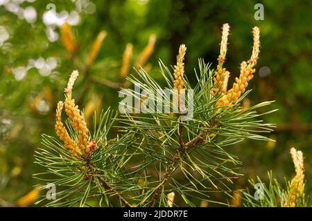 Junge Triebe von Kiefer im Frühsommer Stockfoto