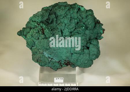 Malachit. Mineralien. Nordamerika; USA; Arizona; Cochise County; Bisbee Stockfoto