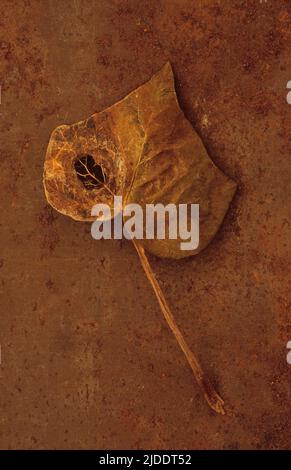 Nahaufnahme eines braunen Herbstblatts der Efeu- oder Hedera-Helix-Pflanze mit Insektenstich auf rostigen Metallblechen Stockfoto