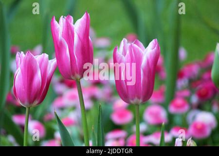 Drei Tulpen nebeneinander mit anderen Blumen verschwommen im Hintergrund Stockfoto