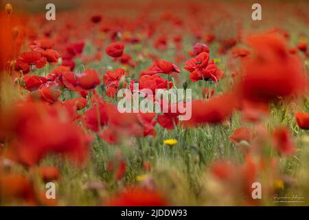 Coquelicots dans les champs de la baie de Somme Stockfoto