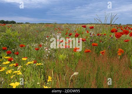 Coquelicots dans les champs de la baie de Somme Stockfoto