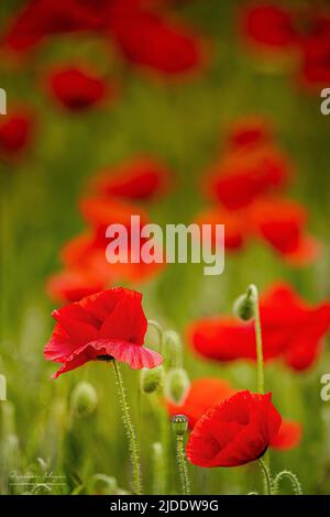 Coquelicots dans les champs de la baie de Somme Stockfoto