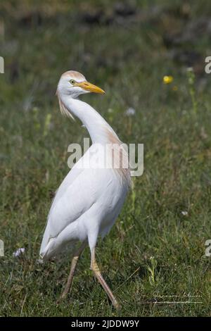 Héron Garde bœufs dans les marais de la baie de Somme Stockfoto