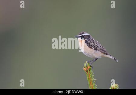 Whinchat, Saxicola rubetra, sitzend auf Fichte Stockfoto