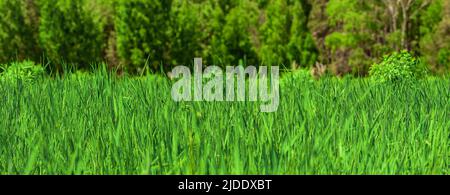 Hintergrund oder Textur von grünem Gras. Rasen mit frischem Gras, Banner mit langem grünen Gras. Lange und leuchtend grüne Grasstruktur Stockfoto