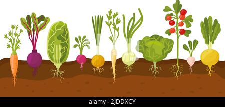 Gemüse im Boden. Reife Karotten und Tomaten, Pflanzen Wurzeln Veggie. Gartengemüse, Rettich, Zwiebeln, Kohl. Wachstumsprozess, neoterischer Farmvektor Stock Vektor