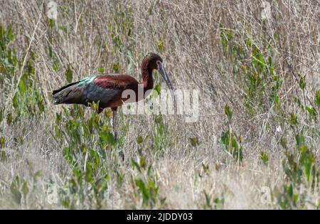 Farbenfrohe und glänzende, weißgesichtige Ibis, Plegadis chihi, die in einem Feld aus hohem Gras und Sträuchern auf Nahrungssuche gehen. Vogel in freier Wildbahn. Stockfoto