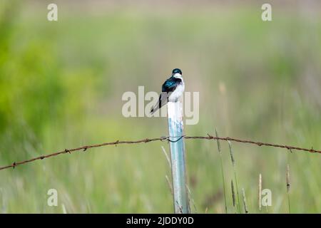 Baumschwalbe, Tachycineta bicolor, die auf einem Stacheldrahtzaun in einem Feld steht. Kleiner Vogel. Stockfoto