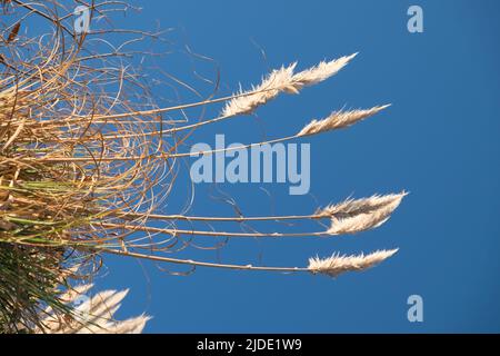 Fuchsschwanzpflanze am Strand von Las Flores in der Abenddämmerung, Maldonado, Uruguay Stockfoto