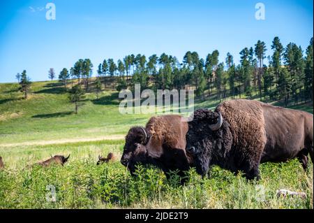 Eine Bison-Herde streift durch die offenen Ebenen zum Custer State Park in South Dakota. Stockfoto